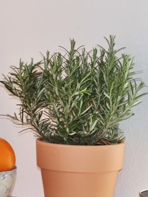 Rosemary - Enhances Focus and Memory in Office Spaces