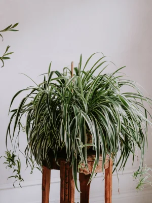 Spider Plant - Easy Care, Air Filtering