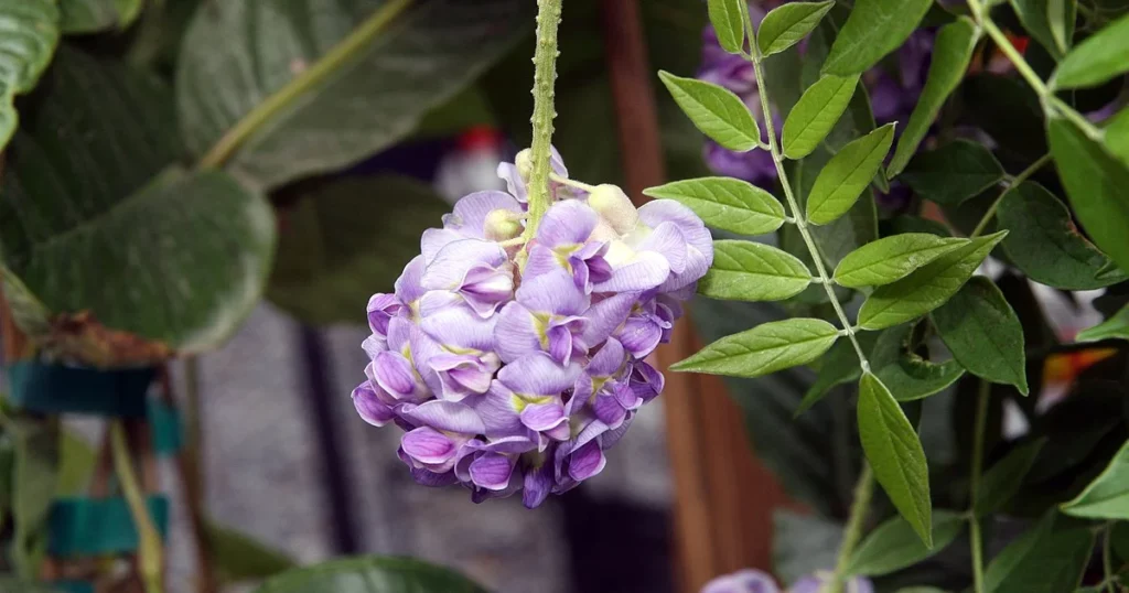 Amethyst Falls Wisteria  - Vine With Purple Flowers