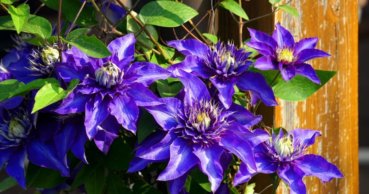 Best Vines and Climbing Plants With Purple Flowers