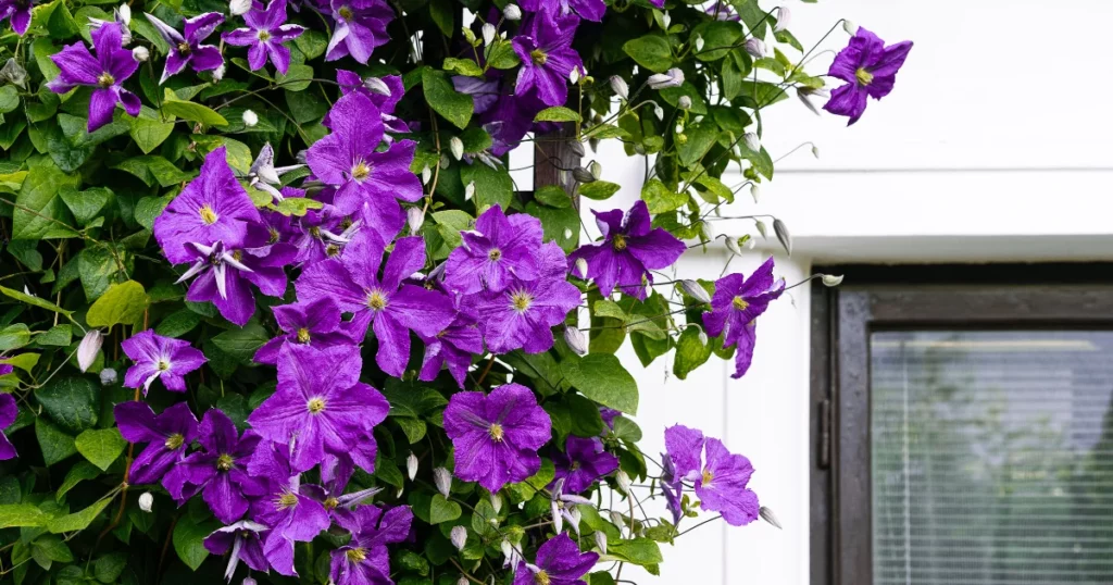 Clematis (Clematis viticella) - Vine with Purple Flowers