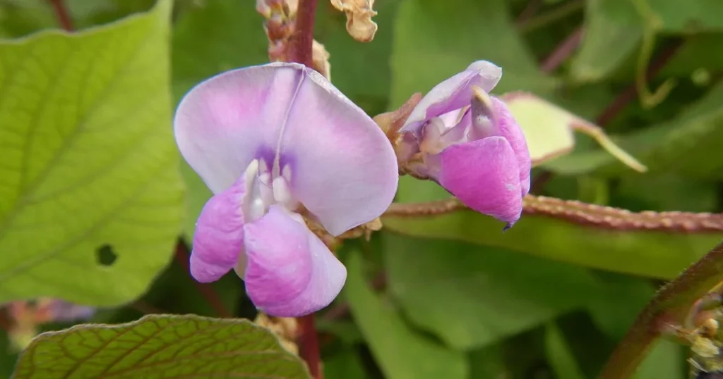 Hyacinth Bean Vine (Lablab purpureus) - Climbing Plant With Purple Flowers