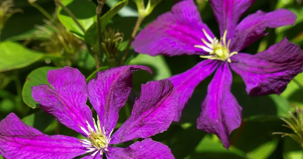 Jackmanii Clematis (Clematis ‘Jackmanii’)  - Vine With Purple Flowers