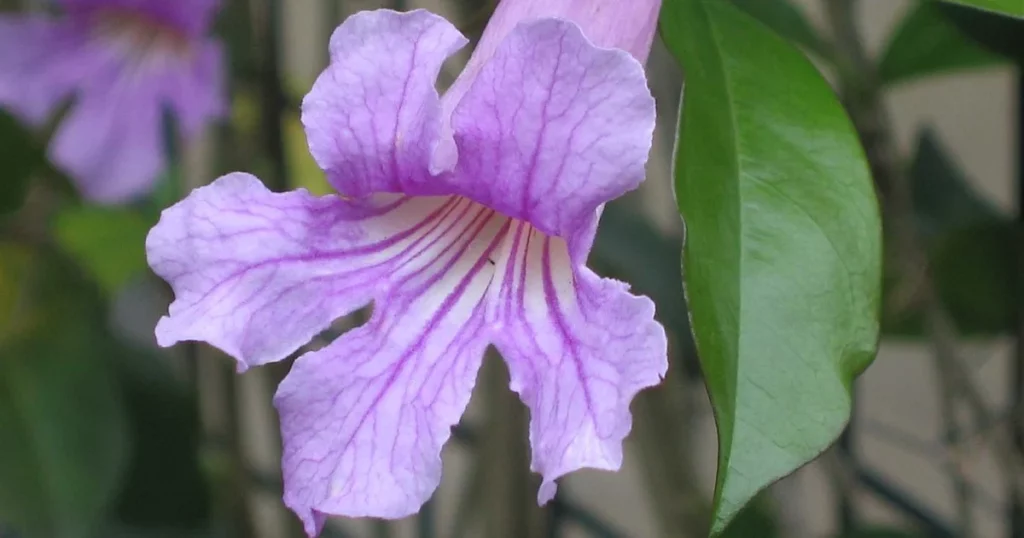 Lavender Trumpet Vine (Clytostoma callistegioides) - Climbing Plant With Purple Flowers