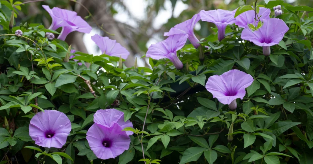 Morning Glory (Ipomoea purpurea) - Climbing Plant With Purple Flowers