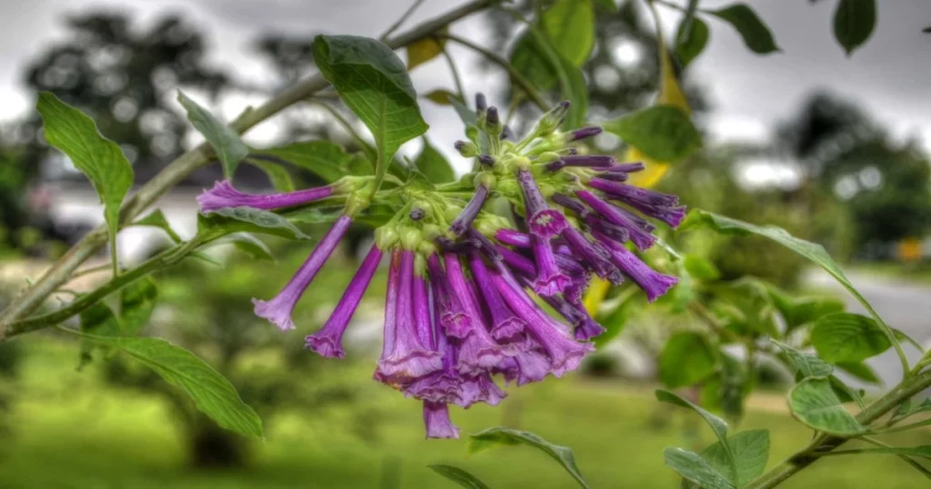 Purple Bell Vine (Rhodochiton atrosanguineum) - Purple Flower Vine