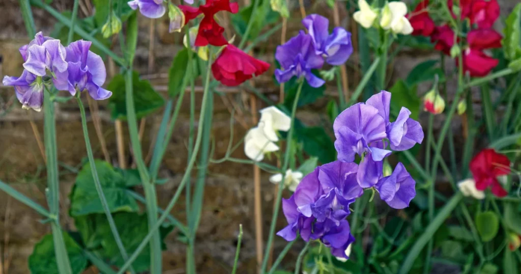 Sweet Pea (Lathyrus odoratus) - Vine With Purple Flowers