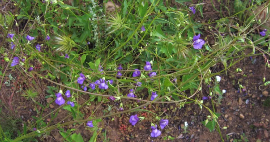 Twining Snapdragon (Antirrhinum kelloggii)  - Vine With Purple Flowers