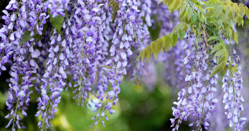 Wisteria (Wisteria sinensis)  - Vine With Purple Flowers