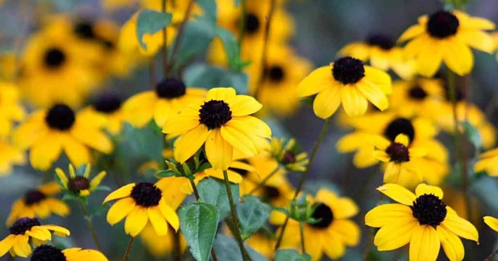 Brown-Eyed Susan  - Flowers That Thrive in Full Sun