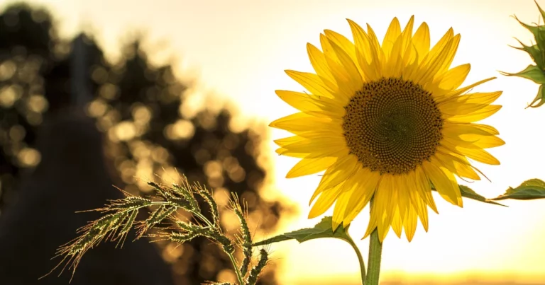 Top 10 Flowers That Thrive in Full Sun Environments