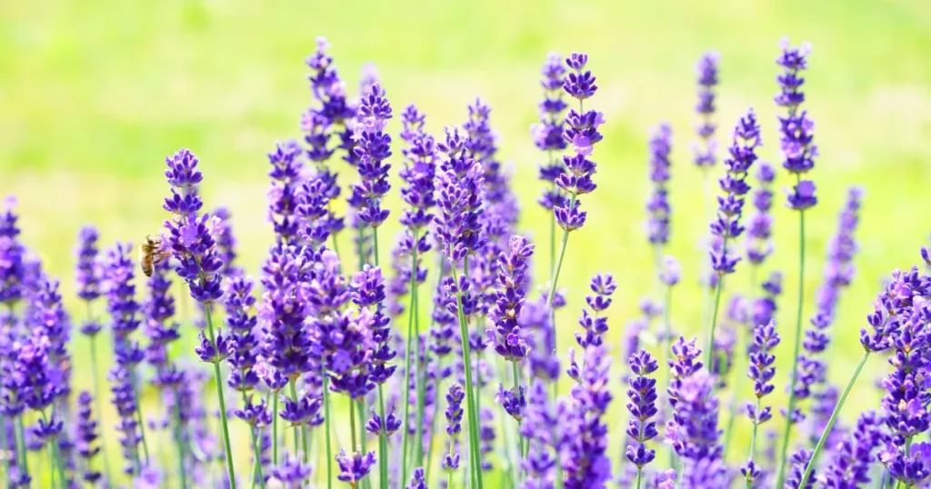 Lavender  - Flowers That Thrive in Full Sun