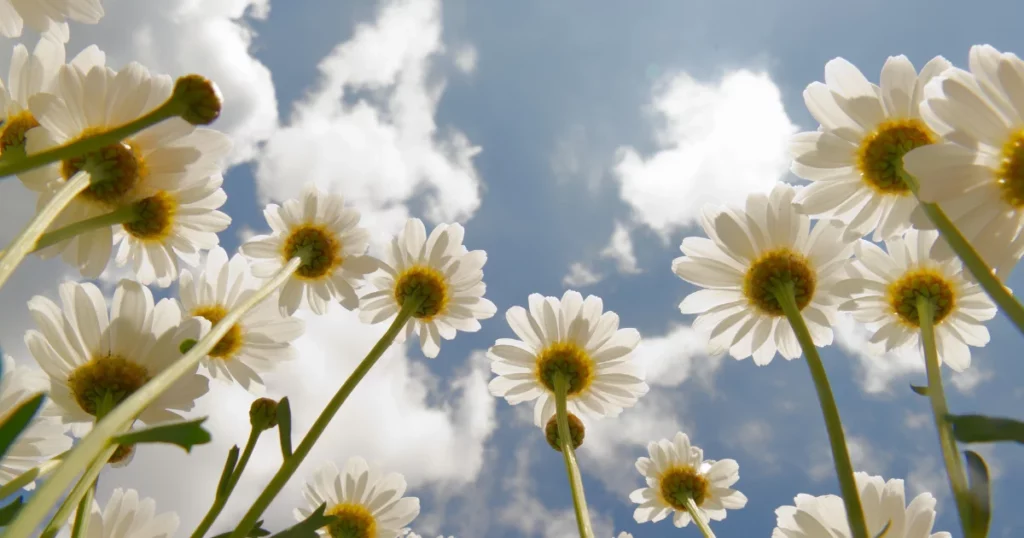 Shasta Daisy  - Flowers That Thrive in Full Sun