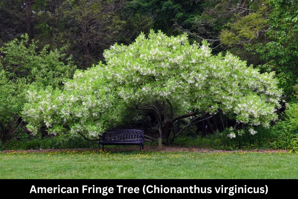 American Fringe Tree vs Chinese Fringe Tree