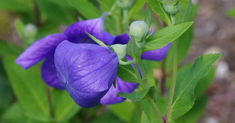 Balloon Flower: Growing & Care Tips, Colors, Benefits, Companion Plants