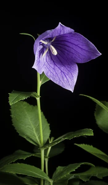 Expert Balloon Flowers Care Tips for Maximizing Growth and Blooming