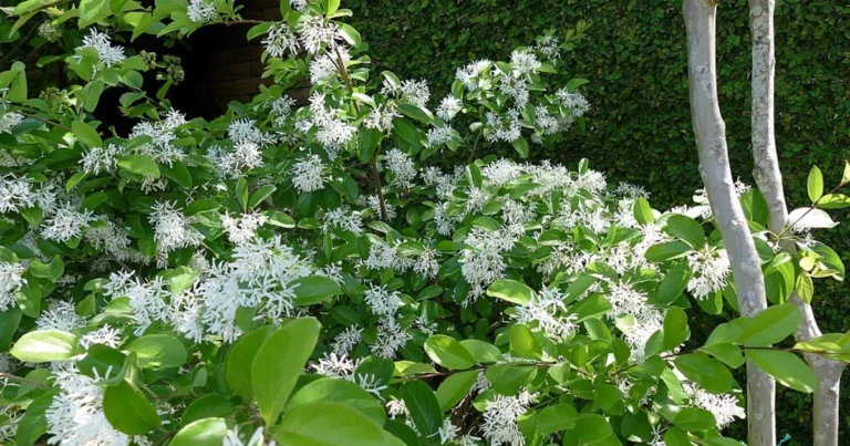 How to Grow Chinese Fringe Tree: Exploring Pros and Cons, Growth Rate, Size, and Fruit