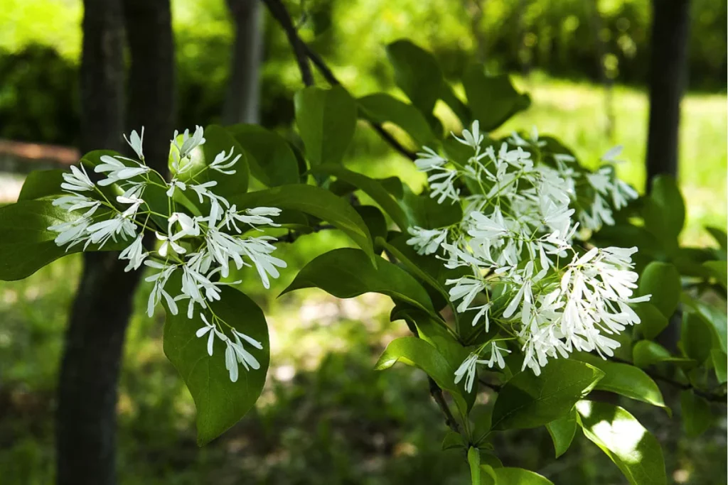 How to Grow and Care for a Chinese Fringe Tree