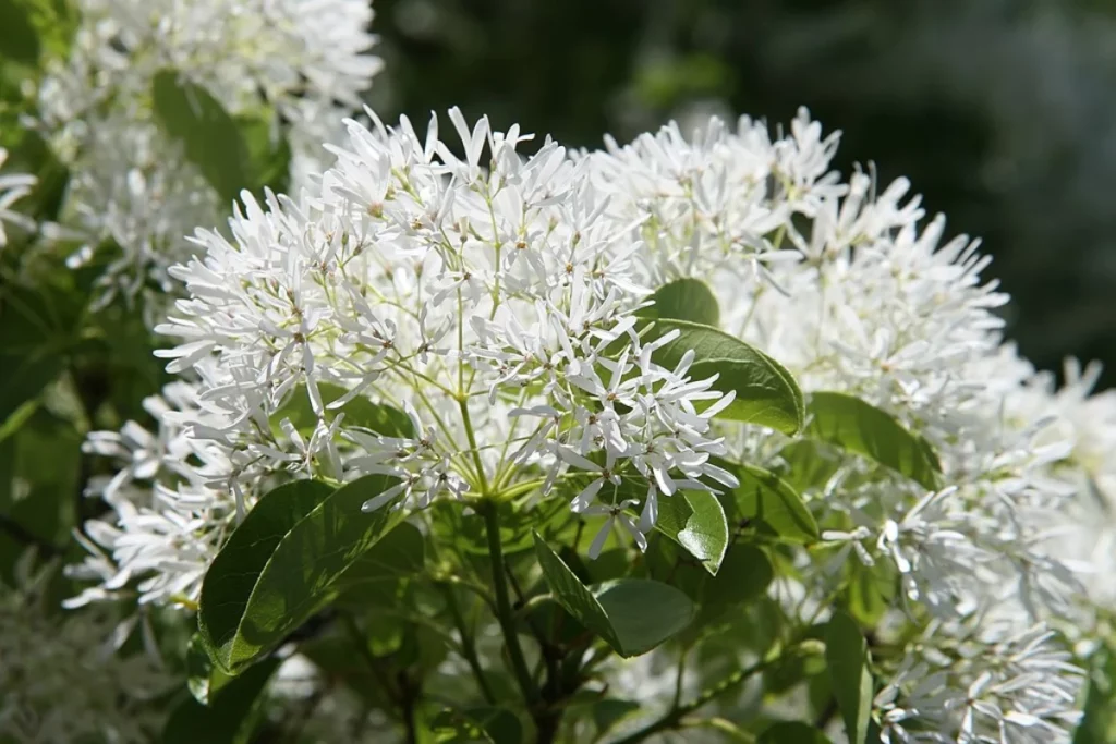 What Does a Chinese Fringe Tree Look Like?