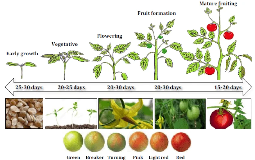 Demonstration 5 Growth Stages of Tomato