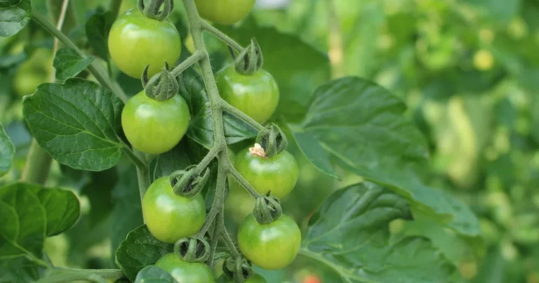 8 Ways to Make Tomato Plants Grow Faster