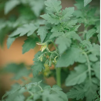 Tomato Flowering Stage Picture