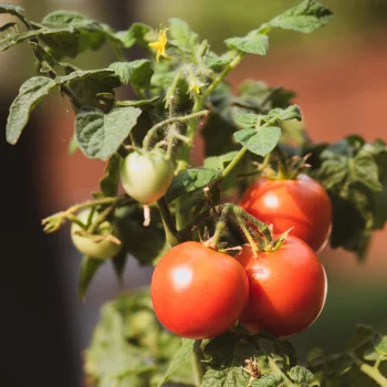 Tomato Fruiting and Ripening Stage Picture
