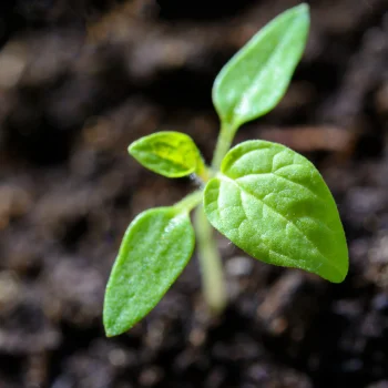 Tomato Plant Seedling Stage Picture